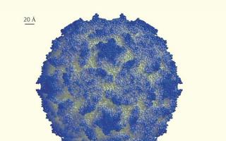 Virusens ursprung och natur Mänskliga virussjukdomar